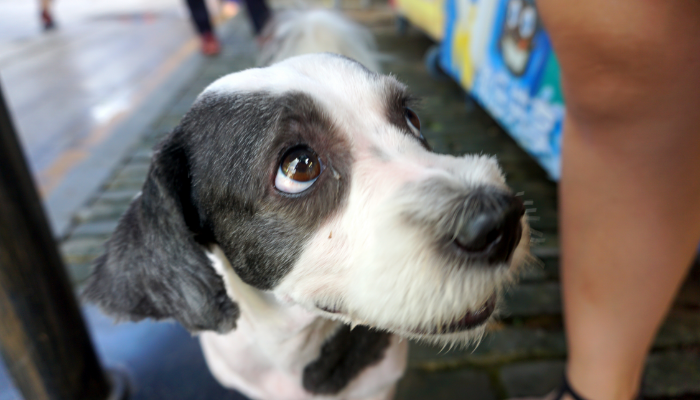 遇到狂犬病怎么办？看这里！