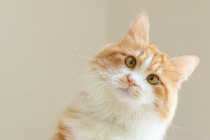 不正确“吸猫”，小心疾病找上你